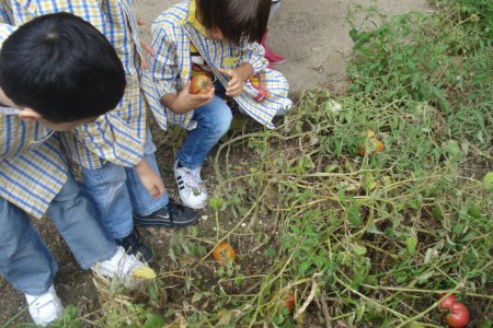 Colheita de tomates na horta pedagógica . O Vasco escolheu o tomate que queria levar para casa